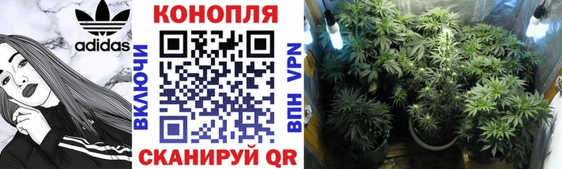 наркота  Дно  Каннабис White Widow 